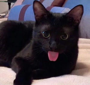 Meet your Posher, Mojang